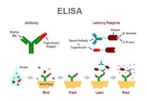 Source – Society for Mucosal Immunology