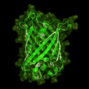 Protein expression 